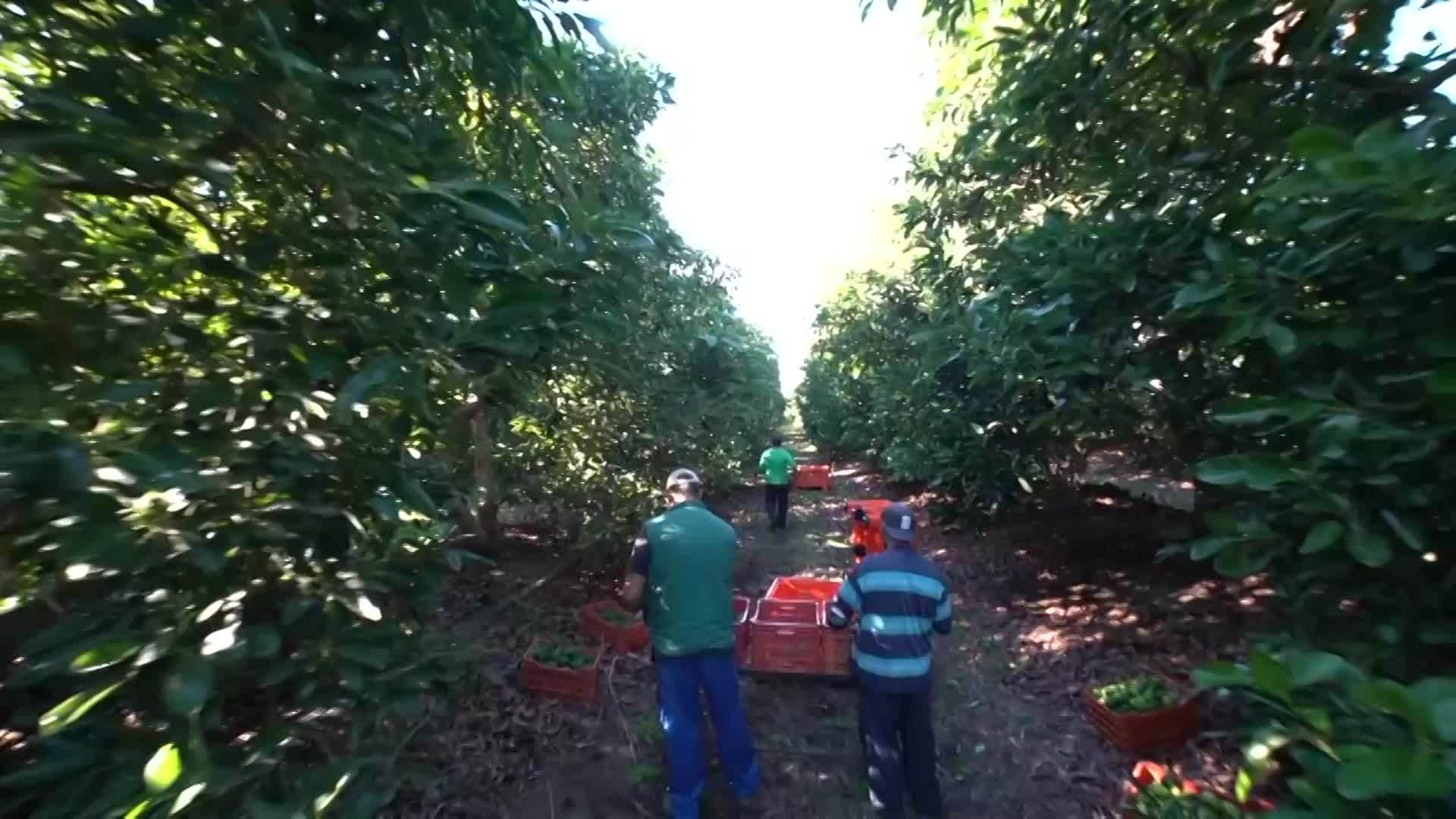 ALIMENTACIÓN