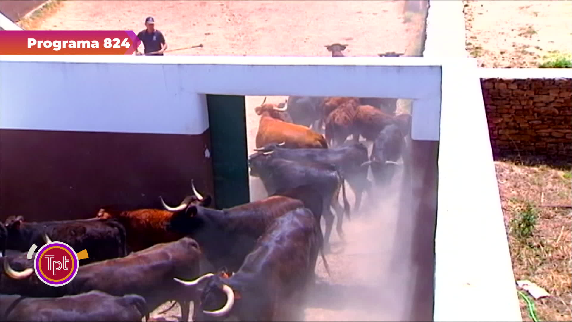 Toros para Toros